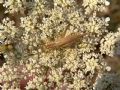Oecanthus&nbsp;pellucens